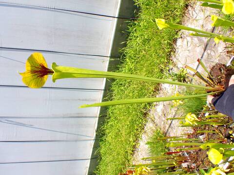 E200 S. flava var. flava "Long Neck" (elegant long neck nice veines) CK