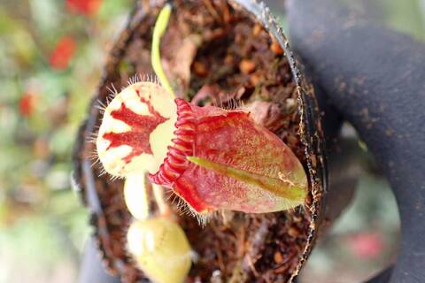 Cephalotus follicularis （セファロタス/フクロノユキノシタ