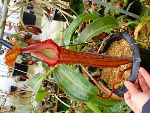 商品一覧 - Y's Exotics （山田食虫植物農園）