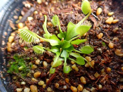 O126 5-2 Dionaea muscipula `BCP CRAZY CUP TRAP' [BCP ID# 1343-05] BCP