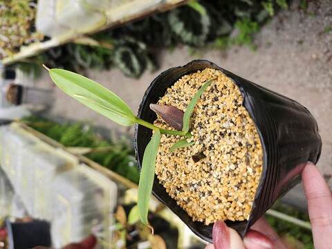 商品一覧 | Y's Exotics （山田食虫植物農園）