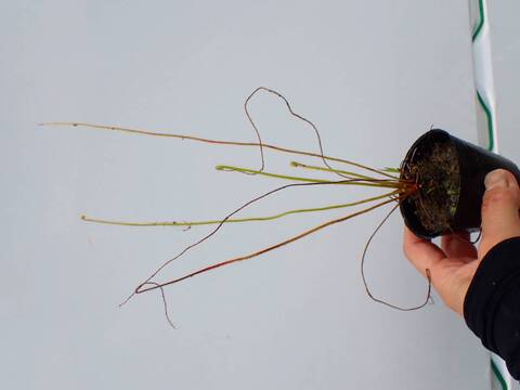 P171 5H D. filiformis var. filiformis