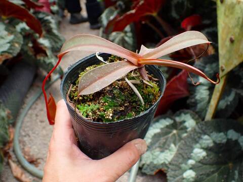 E142 1-2 N. ventricosa-squat, red x ovata EP