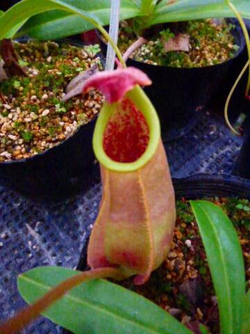 Nepenthes（ネペンテス/ウツボカズラ）の商品一覧 | Y's Exotics （山田食虫植物農園）