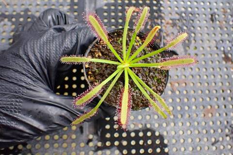 Drosera（モウセンゴケ）の商品一覧 | Y's Exotics （山田食虫植物農園）