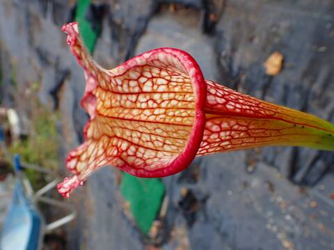 商品一覧 - Y's Exotics （山田食虫植物農園）