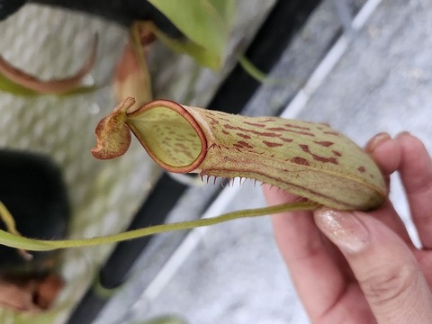 商品一覧 - Y's Exotics （山田食虫植物農園）