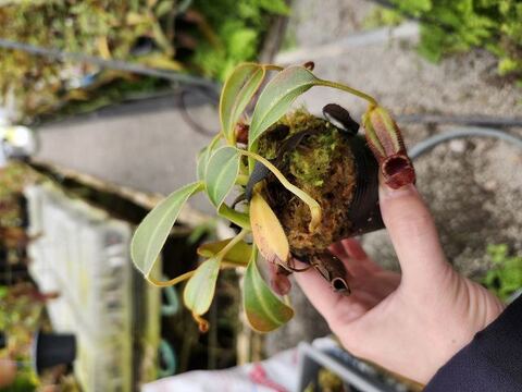 ハバネロ　FS ✖️ Portillae 商品一覧 | Y's Exotics （山田食虫植物農園）