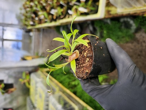 O151 1-2 N. jamban Y's Lab 