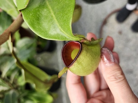 壺　実 Nepenthes（ネペンテス/ウツボカズラ）の商品一覧 | Y's Exotics