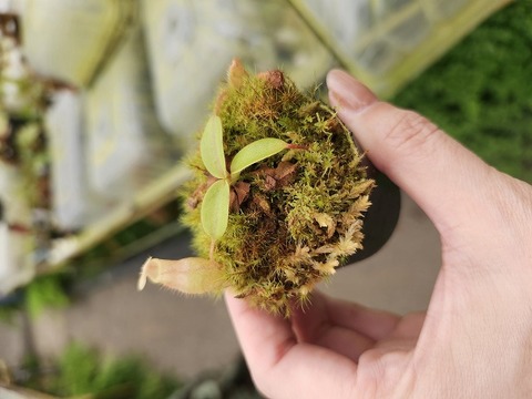 食虫植物　お知らせ用 74859-1.jpg