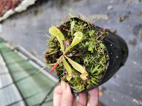 商品一覧 - Y's Exotics （山田食虫植物農園）