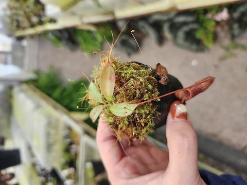 商品一覧 - Y's Exotics （山田食虫植物農園）