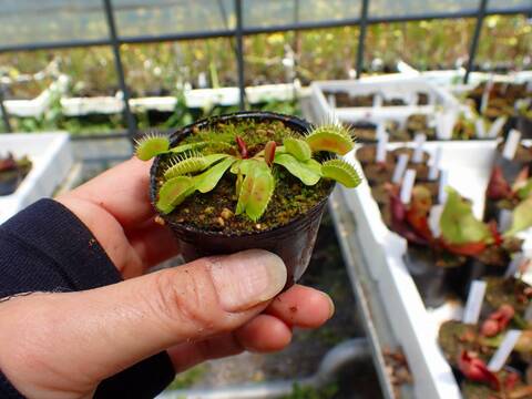 E164 4-1 Dionaea muscipula 鈴木系 実生