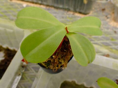 商品一覧 - Y's Exotics （山田食虫植物農園）