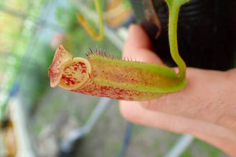 Nepenthes（ネペンテス/ウツボカズラ）の商品一覧 | Y's Exotics