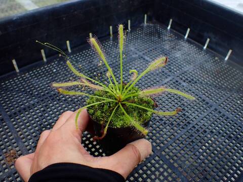 P309 4-1 D. capensis alba x crested nature Y's