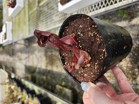 G541 4-1 S. purpurea ssp. venosa "Buddha Belly seedgrown" CK