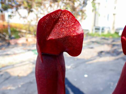 商品一覧 - Y's Exotics （山田食虫植物農園）