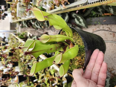 Heliamphora（ヘリアンフォラ）の商品一覧 | Y's Exotics （山田