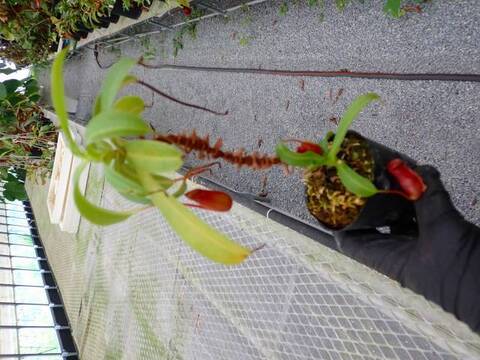 商品一覧 | Y's Exotics （山田食虫植物農園）