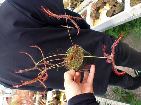 G298 4-1 D. binata 深紅