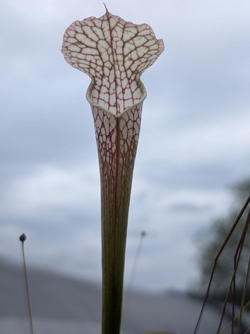 Sarracenia（サラセニア）の商品一覧 | Y's Exotics （山田食虫植物農園）