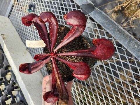 Y's Exotics （山田食虫植物農園）