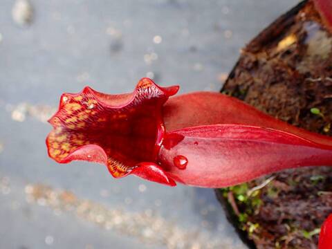 商品一覧 - Y's Exotics （山田食虫植物農園）