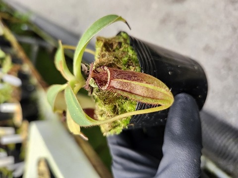 商品一覧 - Y's Exotics （山田食虫植物農園）