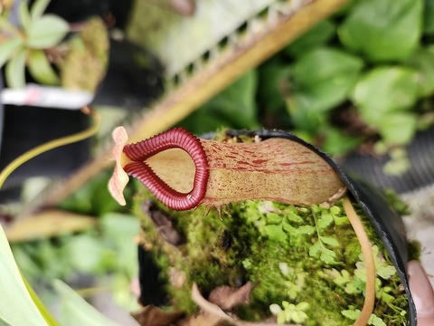 Nepenthes（ネペンテス/ウツボカズラ）の商品一覧 | Y's Exotics