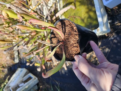 商品一覧 - Y's Exotics （山田食虫植物農園）