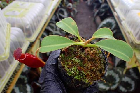 G441 1-4 N. (truncata x peltata) x lowii #NNN