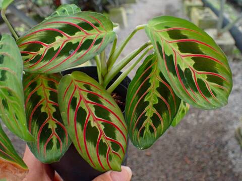 Y317 3-2 Maranta leuconeura