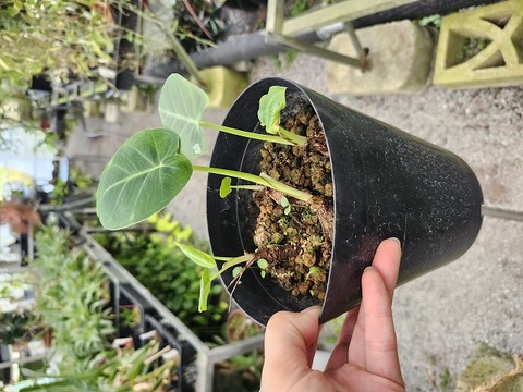 商品一覧 - Y's Exotics （山田食虫植物農園）
