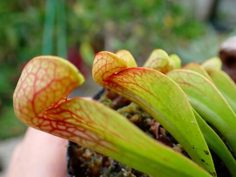 サポジラ接木苗　希少❗️ サポジラ 接木苗 花つき 大木
