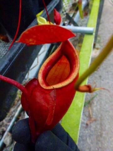 Nepenthes（ネペンテス/ウツボカズラ）の商品一覧 | Y's Exotics （山田食虫植物農園）