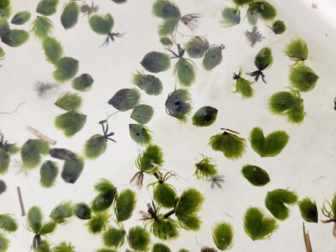 R585 1H Aldrovanda vesicuiosa : 京都巨椋池系統