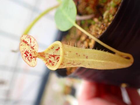 商品一覧 - Y's Exotics （山田食虫植物農園）