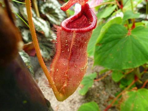 Nepenthes（ネペンテス/ウツボカズラ）の商品一覧 Y's Exotics （山田食虫植物農園）