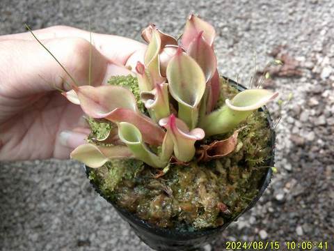 Heliamphora（ヘリアンフォラ）の商品一覧 | Y's Exotics （山田食虫植物農園）