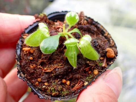 商品一覧 - Y's Exotics （山田食虫植物農園）