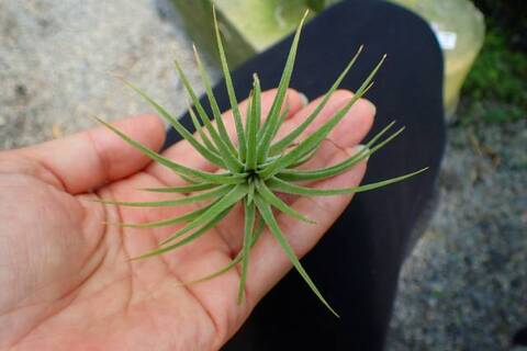 Tillandsia uruguayensis ex. EJG 分け株 欧州産 Tillandsia uruguayensis ex. EJG 分け株 欧州産 - メルカリ