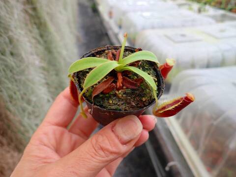 商品一覧 - Y's Exotics （山田食虫植物農園）