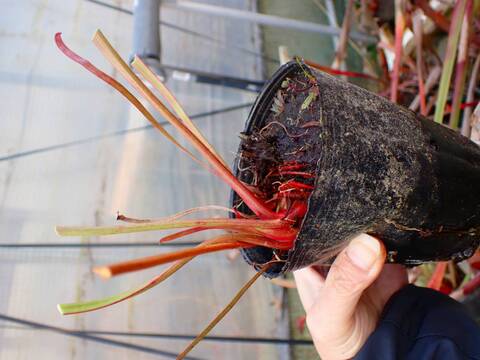 商品一覧 - Y's Exotics （山田食虫植物農園）