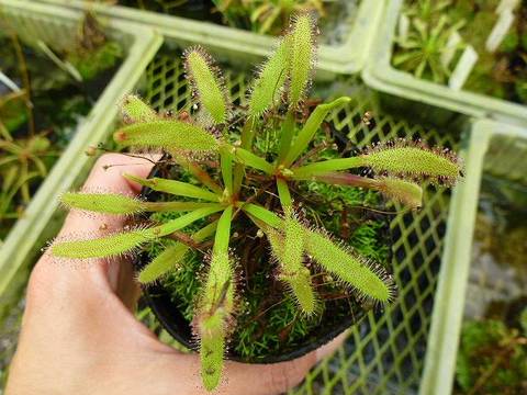 商品一覧 | Y's Exotics （山田食虫植物農園）