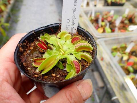 商品一覧 - Y's Exotics （山田食虫植物農園）