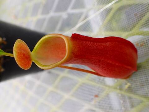 O252 5-3 #BBB N. reinwardtiana {red from, Bario, Kelabit Highland, Borneo}[BCP ID# N335,N402] BCP