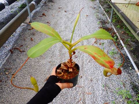 商品一覧 - Y's Exotics （山田食虫植物農園）