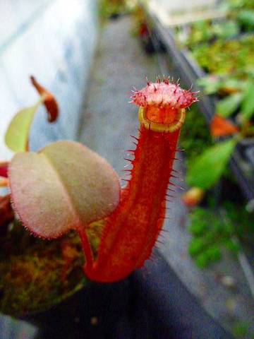 Nepenthes（ネペンテス/ウツボカズラ）の商品一覧 | Y's Exotics （山田食虫植物農園）